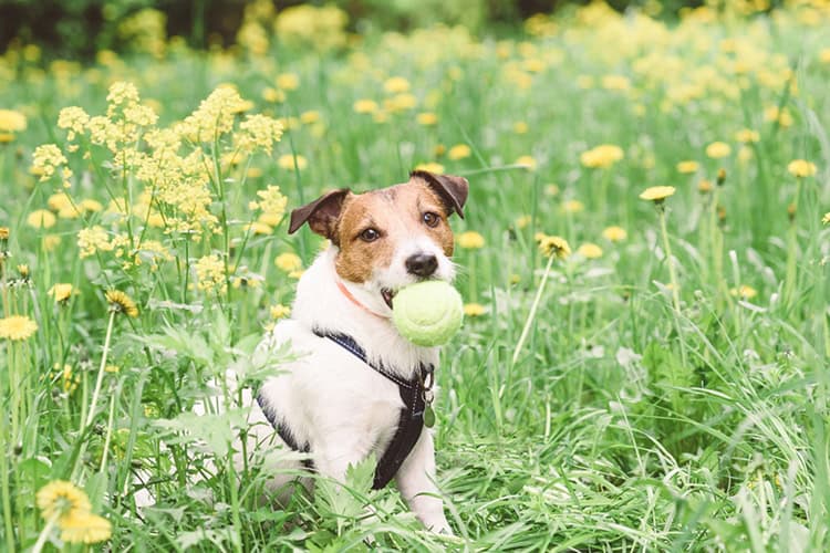 A small brown and white dog wearing a harness sits in a field of green grass and yellow flowers, holding a green tennis ball in its mouth. The scene is bright and lush, capturing a playful outdoor setting in Suffolk County, NY—an area known for effective pest control.